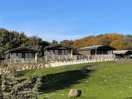 Camel Camp