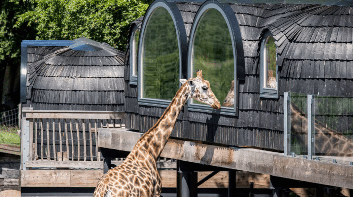 Overnatning til velgørenhedsmiddag i Ree Park Safari