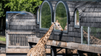 Overnatning til velgørenhedsmiddag i Ree Park Safari